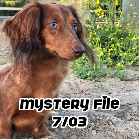 7/3 Mystery File